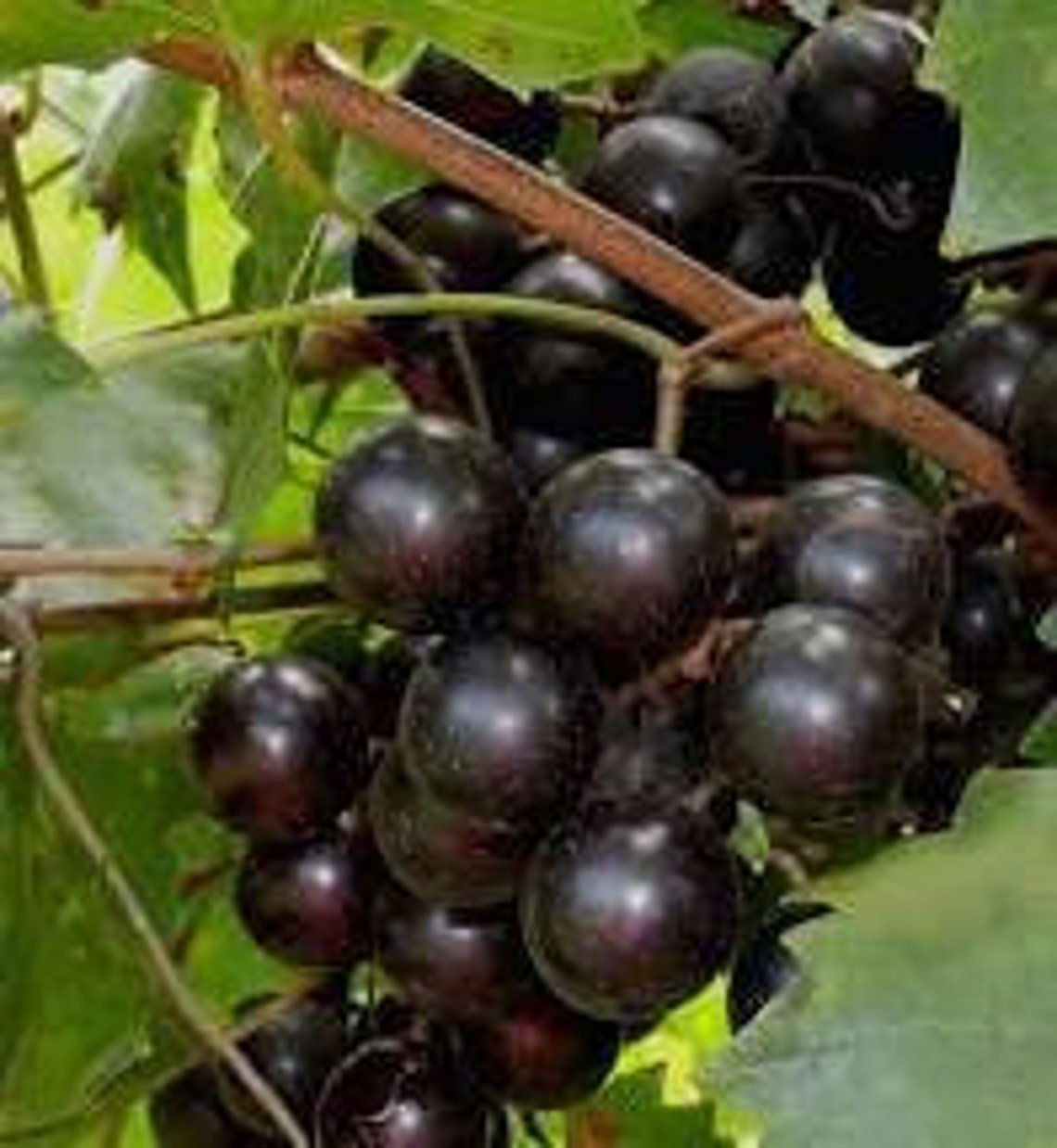 1 Gallon Black Jumbo Muscadine Grape