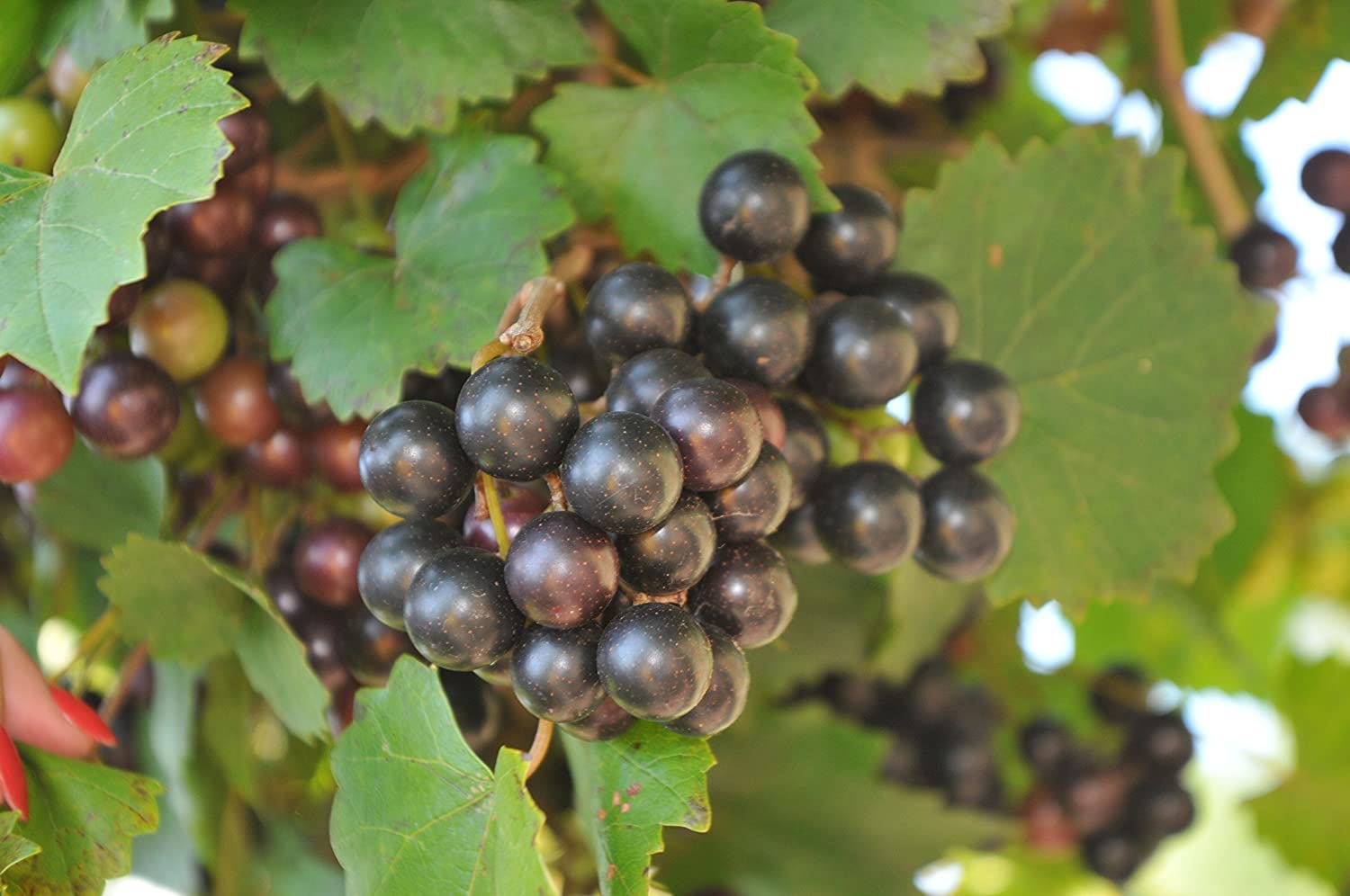 Amazon.com : (2 Gallon) Noble Muscadine Grape Vine, The Leading Red ...