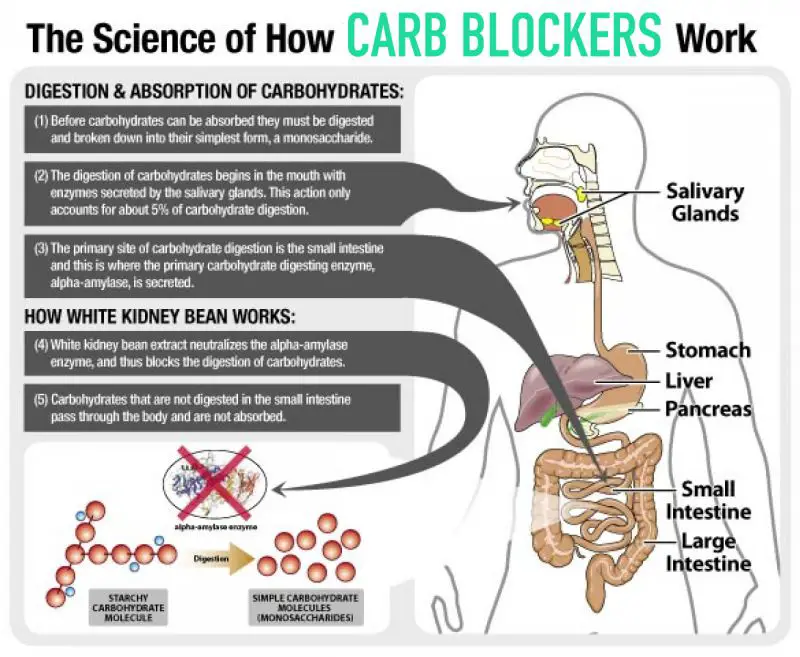 Are Carb Blockers Truly Helpful In A Weight Loss Plan ...