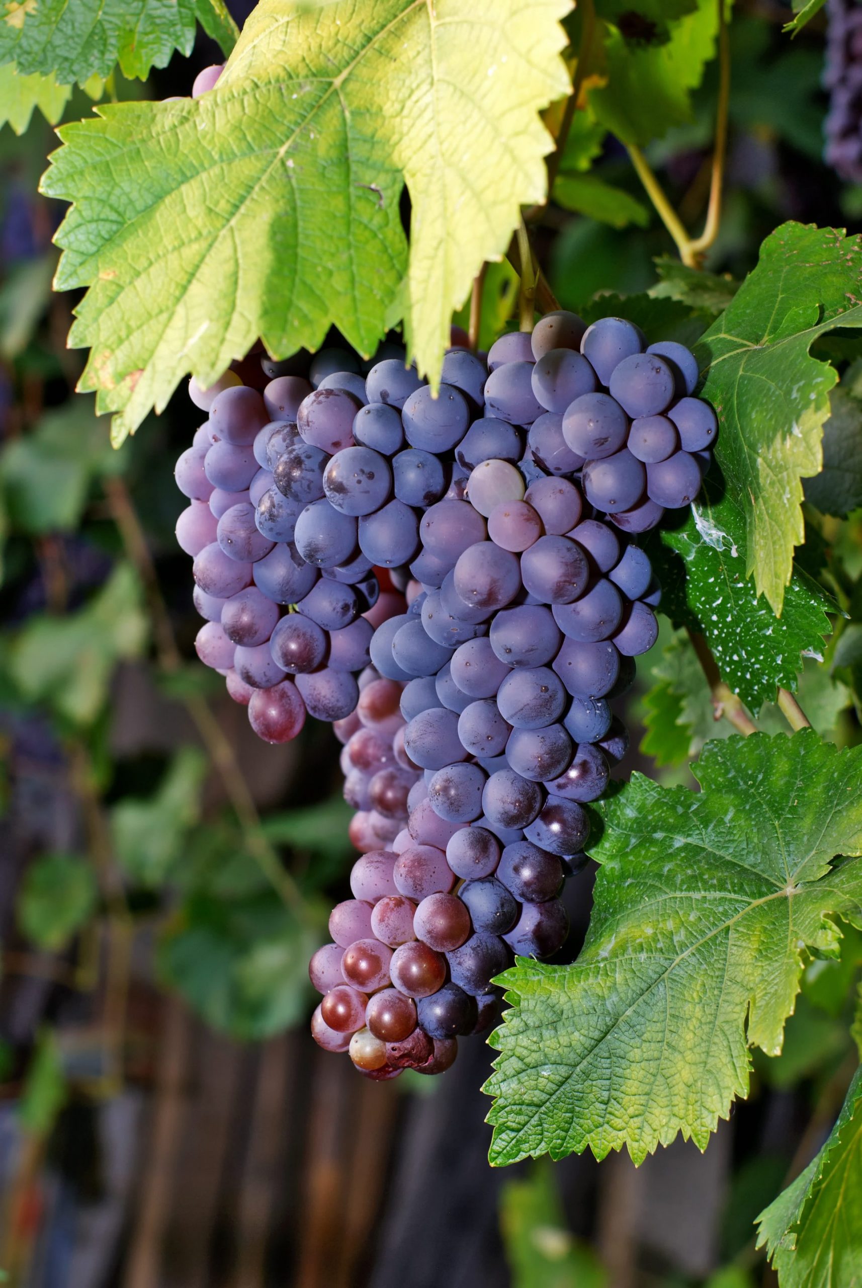 Buy Merlot (Organic), Wine Grapes