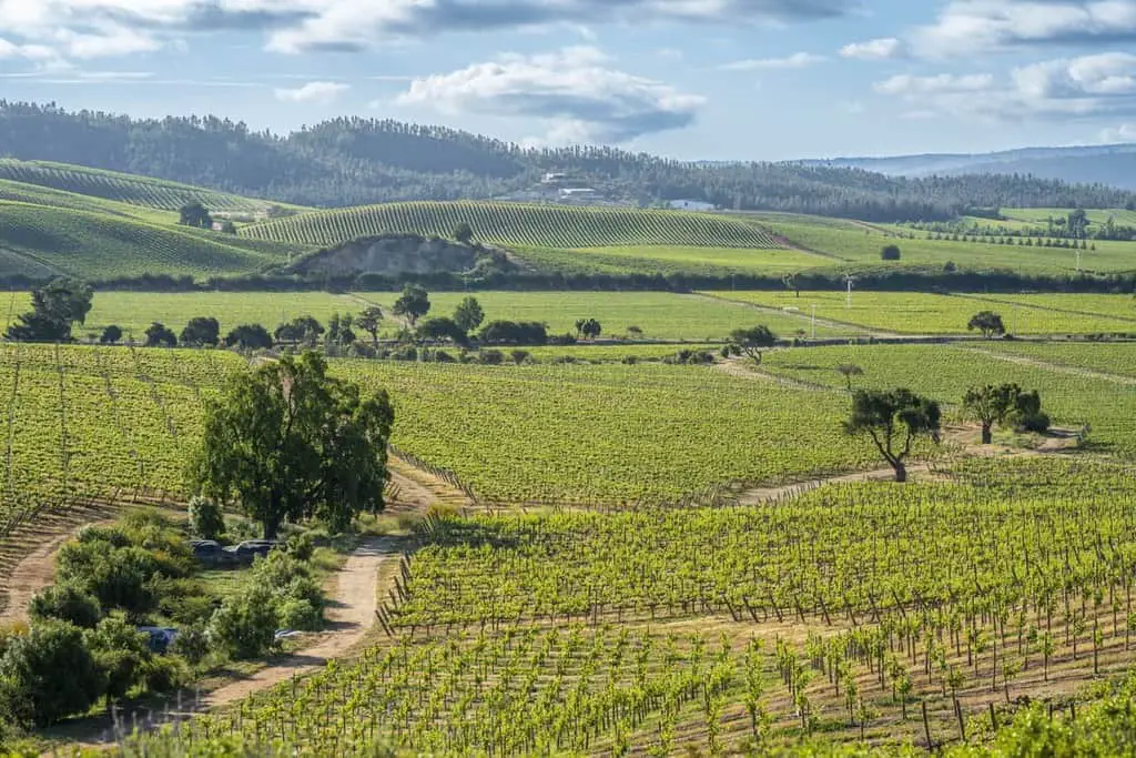 Chilean Wine Country: Regional Guide &  Wineries To Visit  Winetraveler