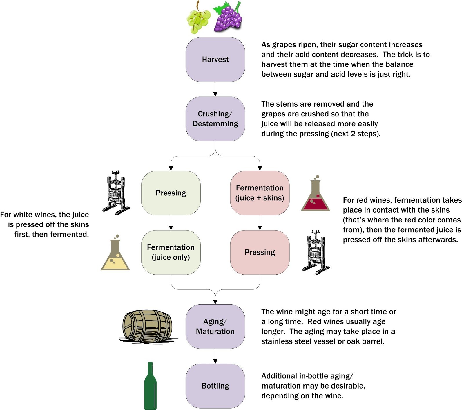 Clear Lake Wine Tasting: Infographic: How Wine is Made