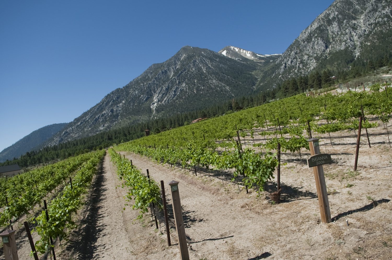 Coalition forms to change law to allow wineries across Nevada