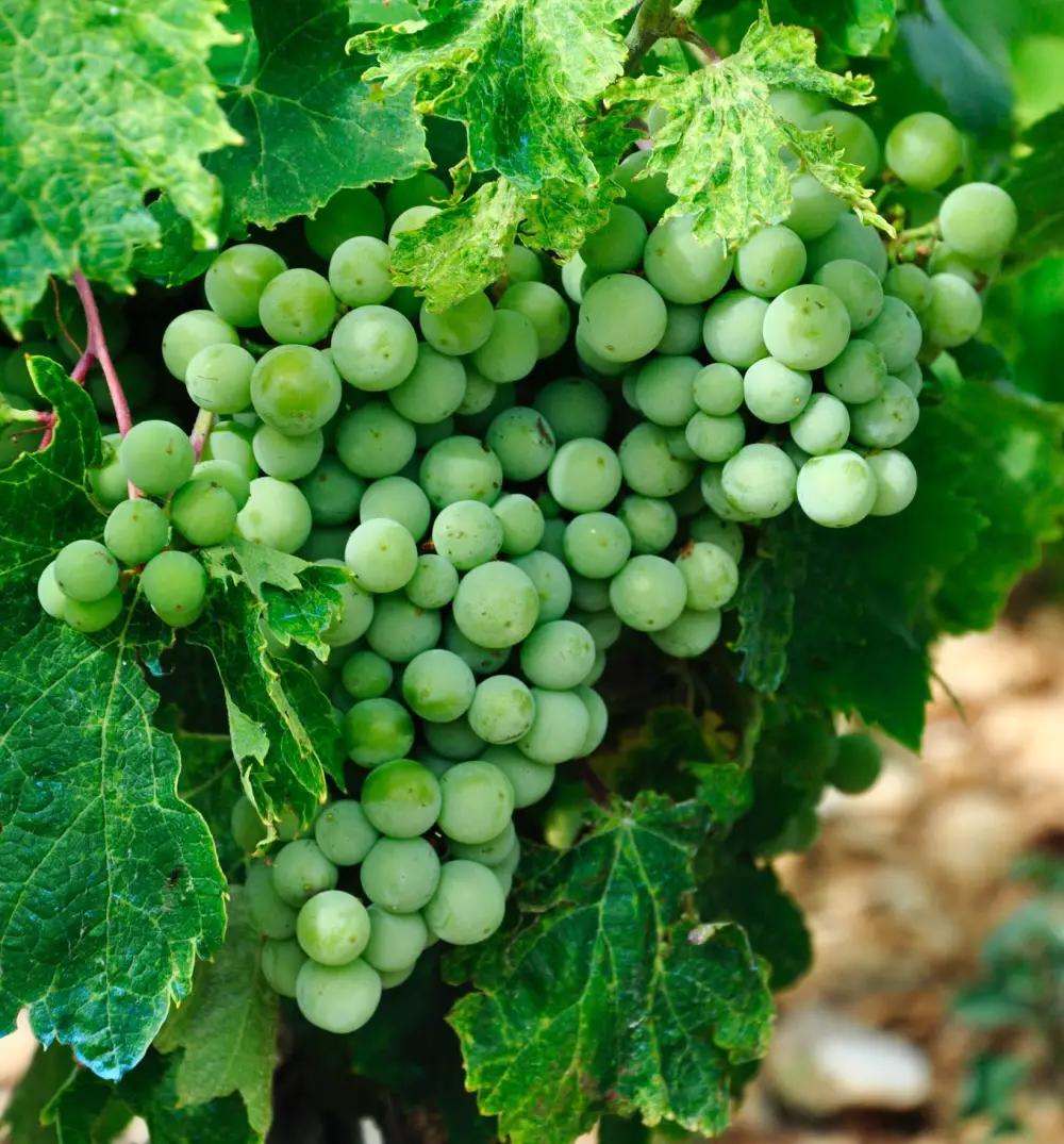 Common Grapes Used For Making Wine