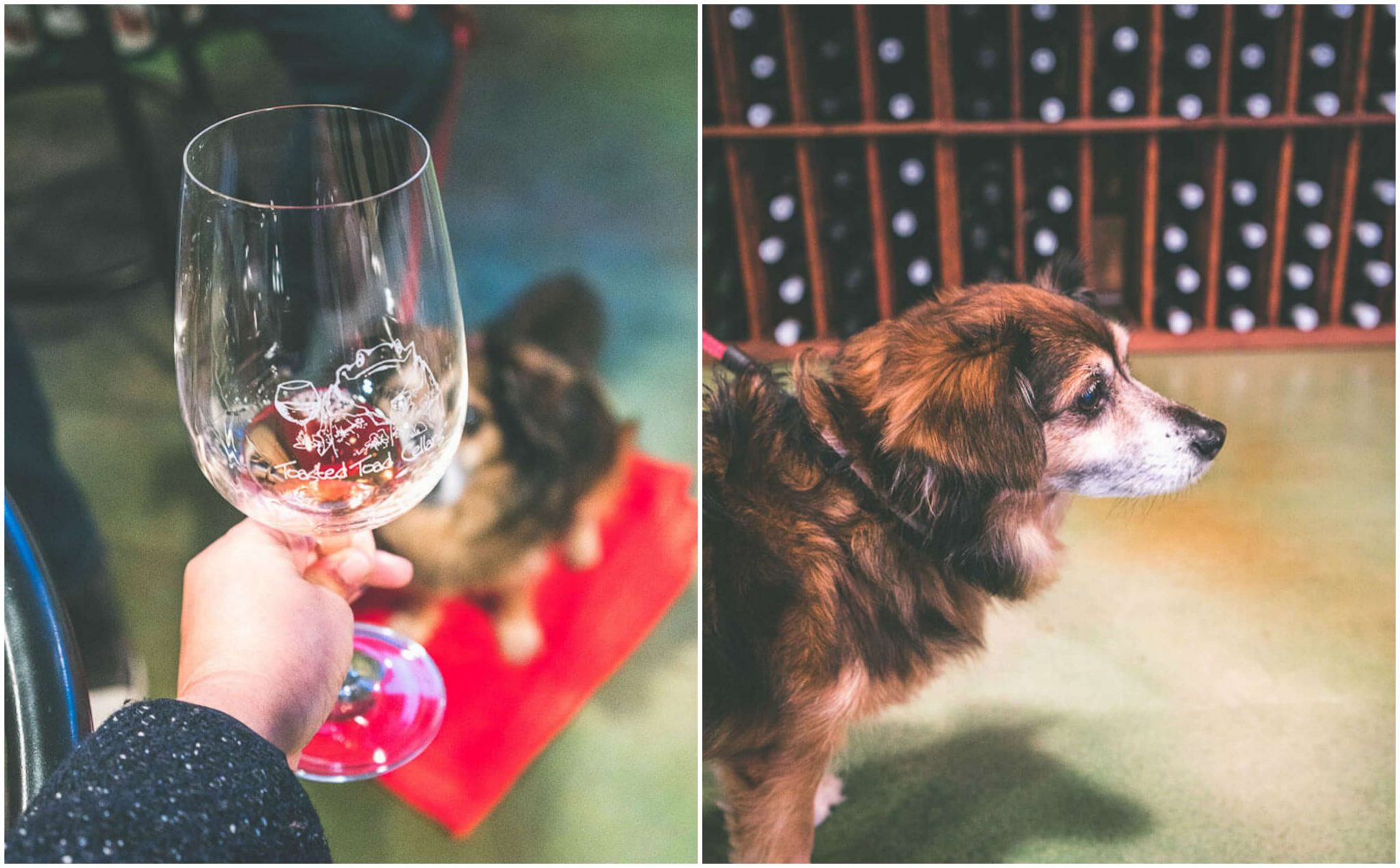 Dog Friendly wine tasting at Lodi, California: the best ...