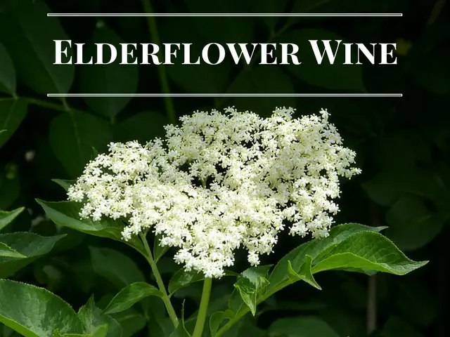 Elderflower Wine Recipe