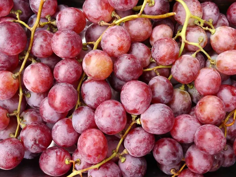 Grape Season: The Different Types of Grapes and How to Buy ...