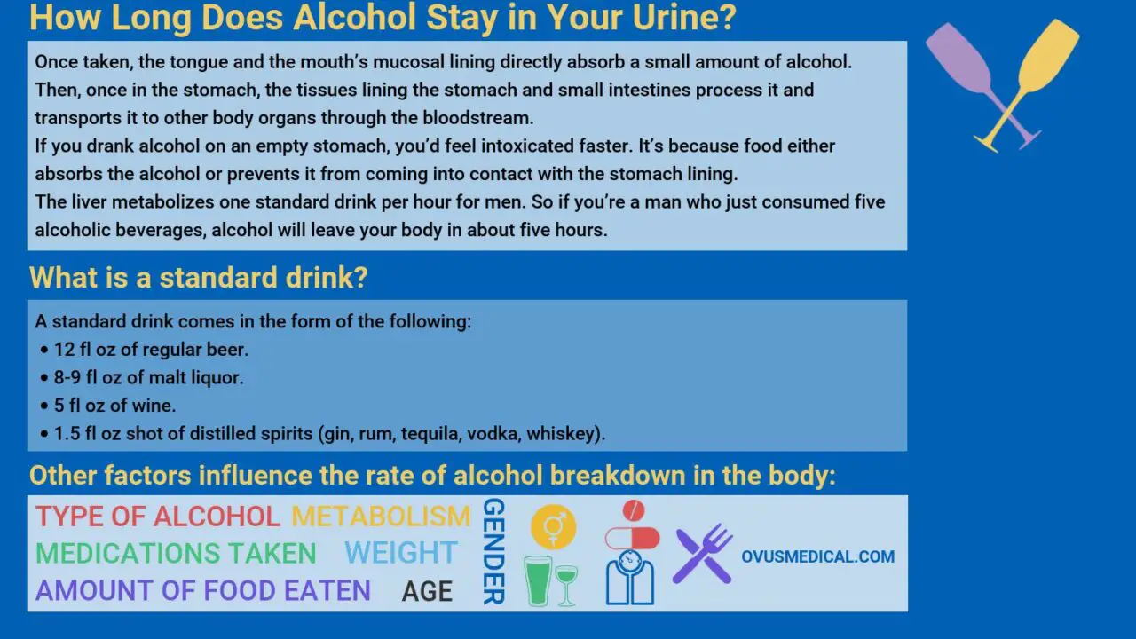 How Long Does Alcohol Stay in Your Urine?