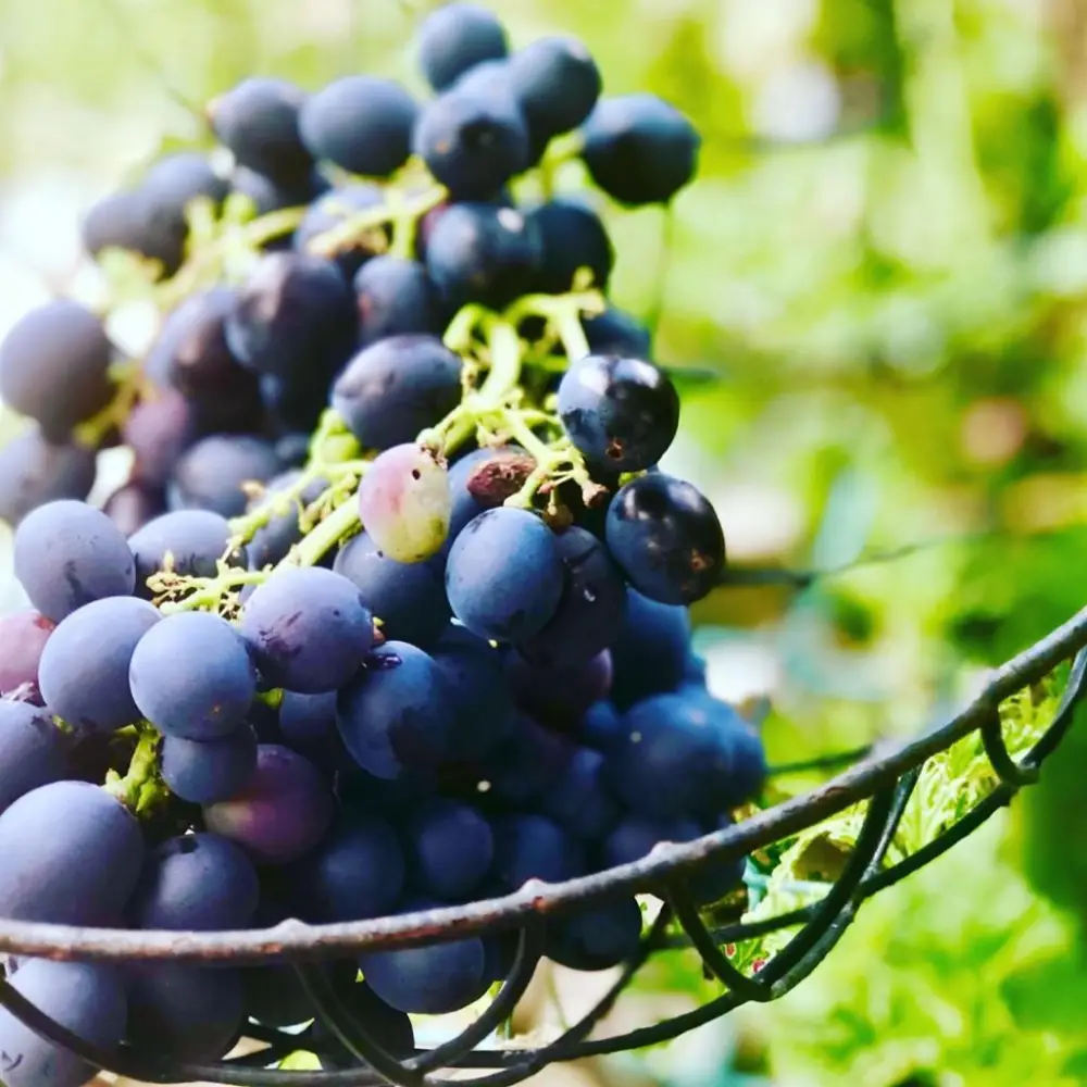 How Many Grapes are Used for One Bottle of Wine?
