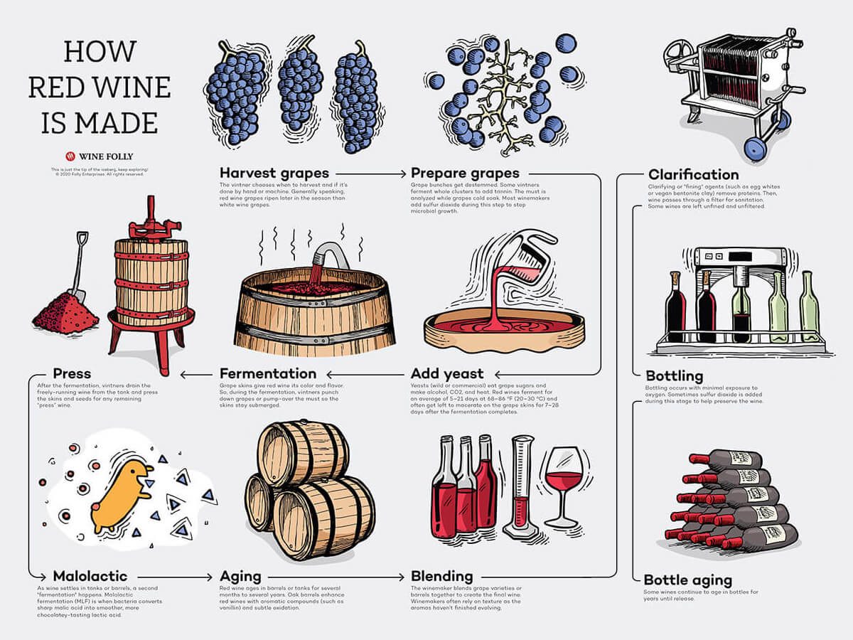 How Red Wine is Made Step by Step