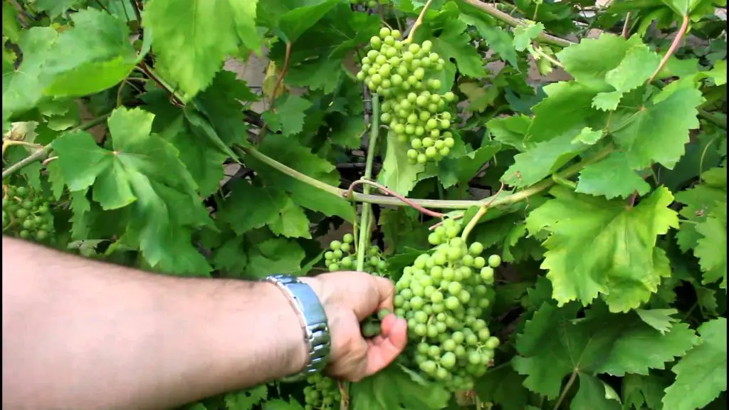 How to Grow Backyard Grapes