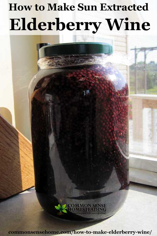How to Make Elderberry Wine and Identify Wild Elderberry ...