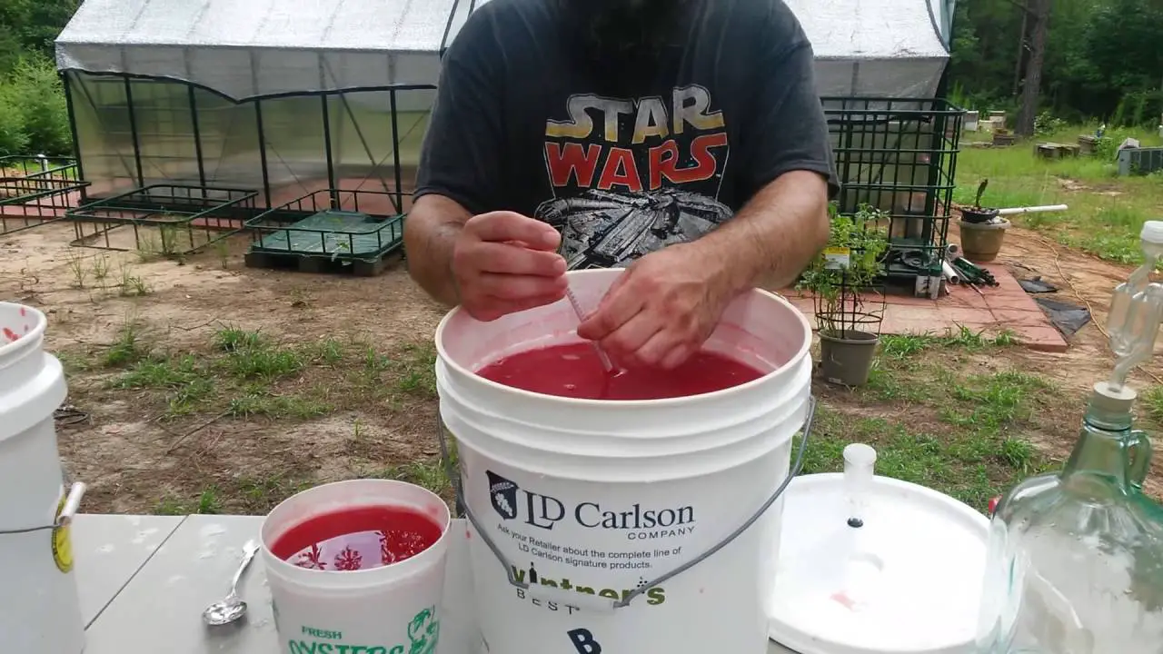 How To Make Watermelon Wine (Part 1)