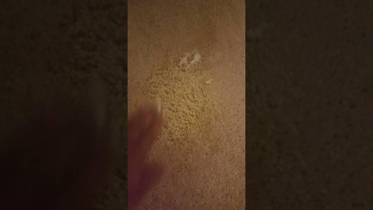 How to remove an old wine stain from carpet