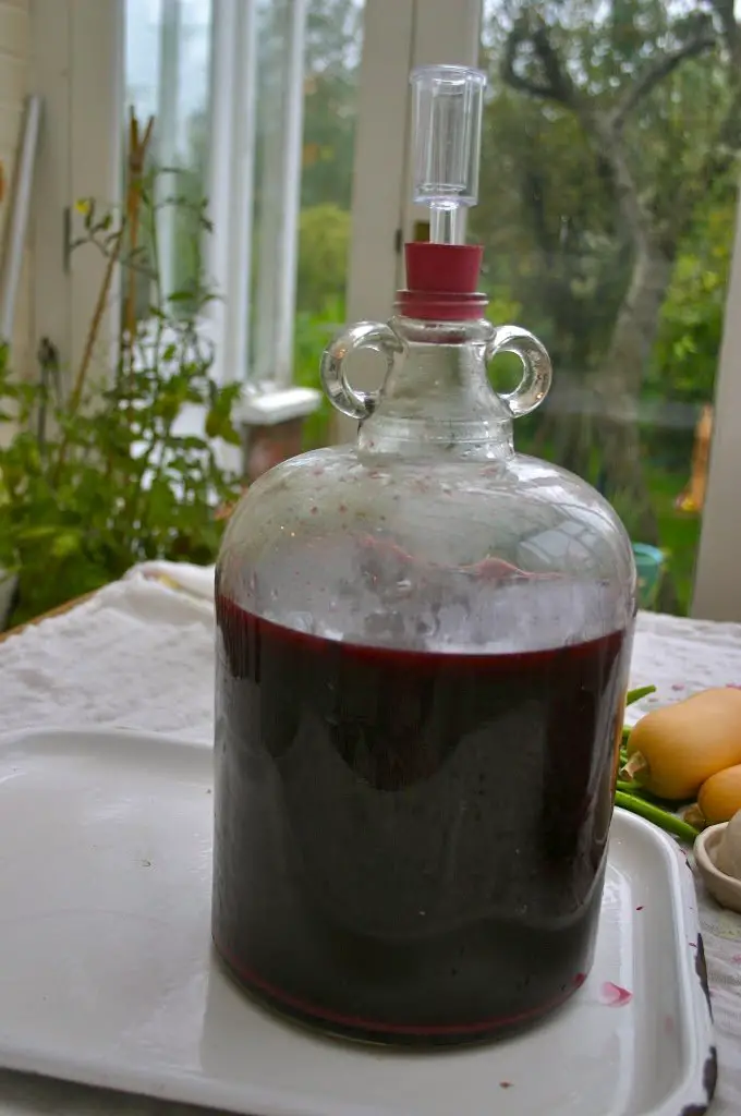 Making Elderberry Wine