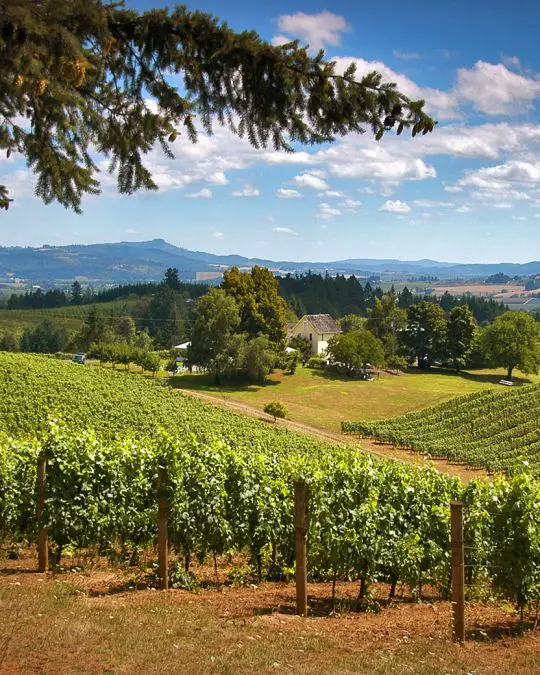 North Willamette Valley Winery Tour