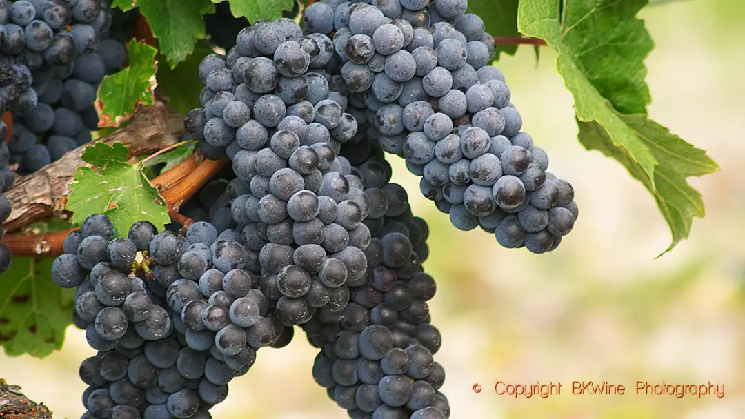 Recognise the characteristics of cabernet sauvignon with a tasting of ...