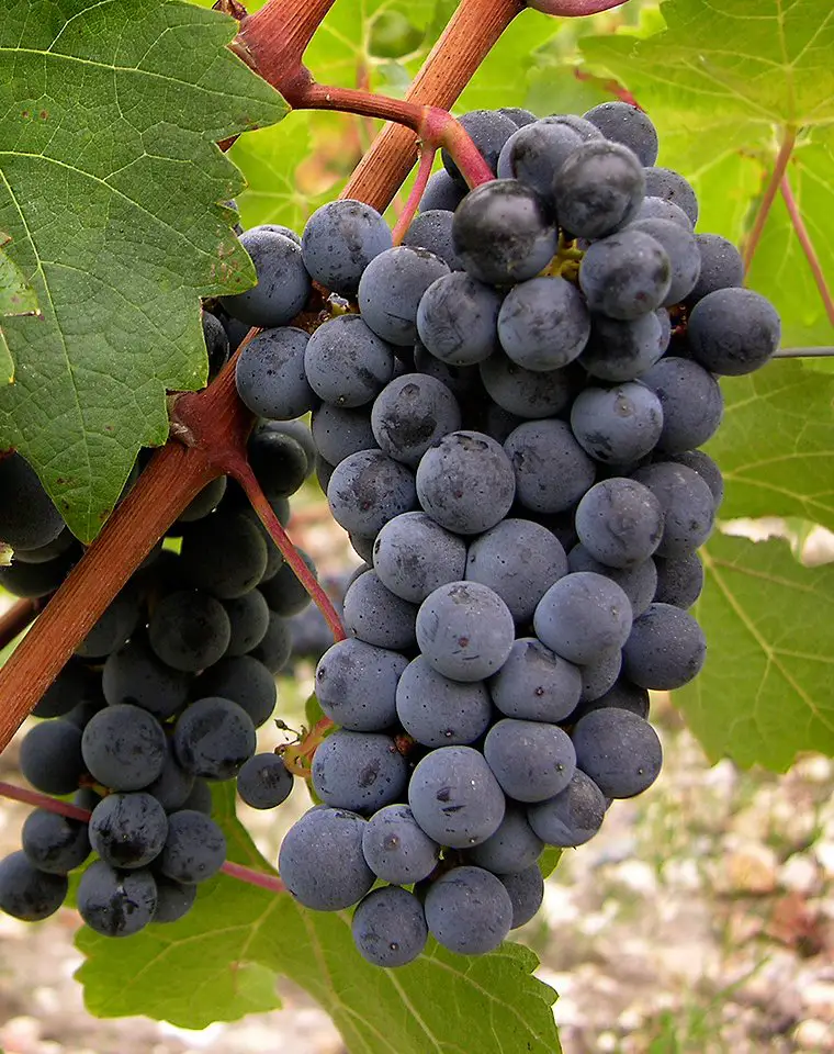 Red Cabernet Sauvignon: the traditional variety