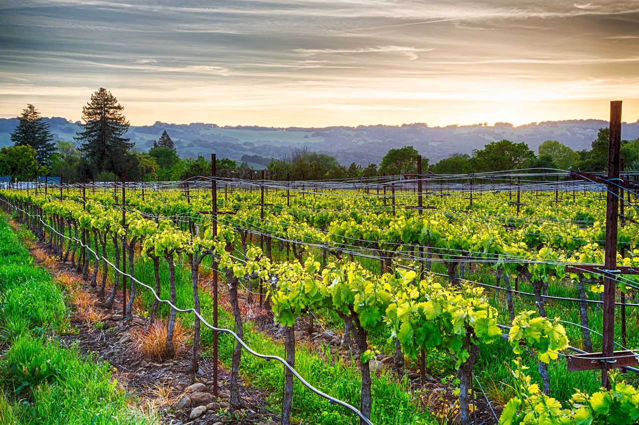 Sonoma or Napa: the best Northern California wine trip for ...