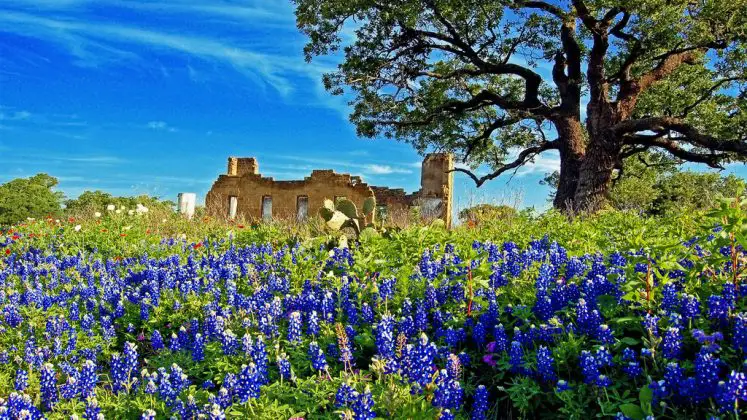 Texas Hill Country &  Winery Tours