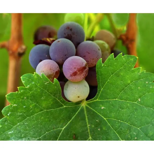 Types of Wine Grapes