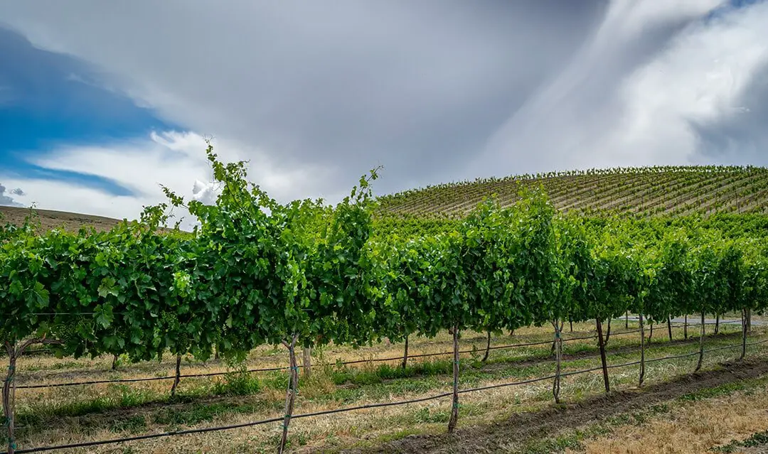 Wineries in Yakima Valley